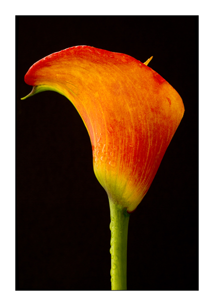 Zantedeschia 2